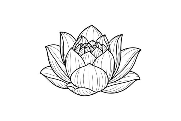 Lotus Flower Line Drawing: Graphics & Illustrations